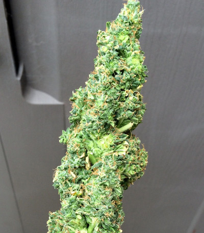 Семена сорта Turbo Bud Auto fem (Heavyweight Seeds)