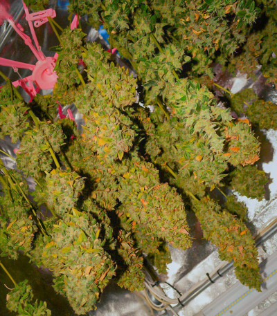 Семена сорта Pineapple Chunk fem (Семяныч)