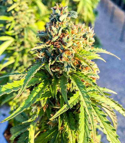 Семена сорта Auto CBD-Victory fem (Dutch Passion)