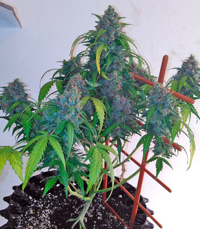 Семена сорта Auto Shark fem (Pyramid Seeds)