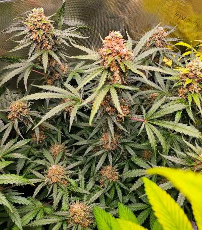 Семена сорта Grand Gorilla Purple Auto fem (Семяныч)