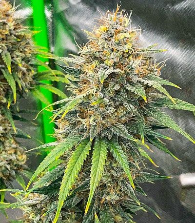 Семена сорта Mint Jelly Auto fem от Humboldt Seed Company