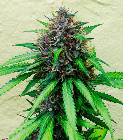 Семена сорта Papaya Zoap Auto fem (Sweet Seeds)