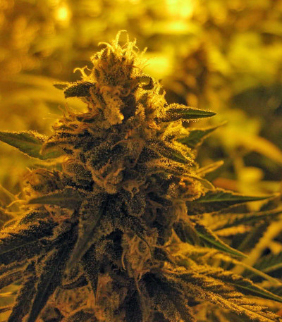 Семена конопли Cream 47 fem