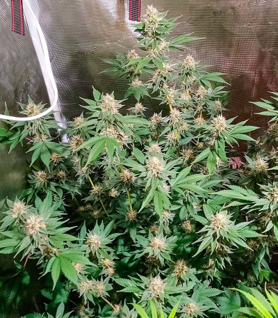 Семена сорта Ice Cream Cake fem (Barney's Farm)