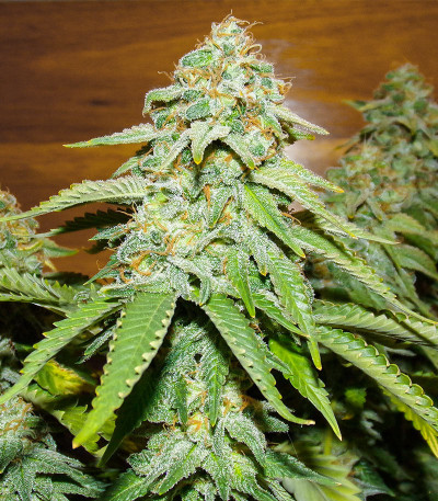 Семена сорта Moby Delicious fem (Delicious Seeds)