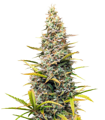 Семена сорта Crime Caramel 2 Auto fem (Семяныч)