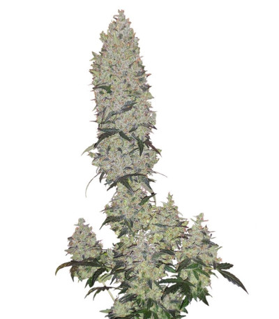 Семена сорта Mohan Ram Auto fem (Sweet Seeds)