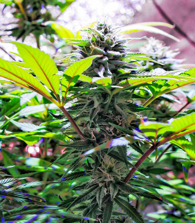 Семена сорта Wedding Cheesecake FF fem (FastBuds)