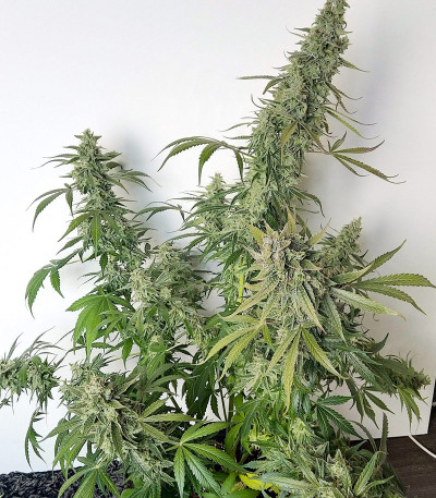Семена сорта Auto Banana Blaze (Dutch Passion)