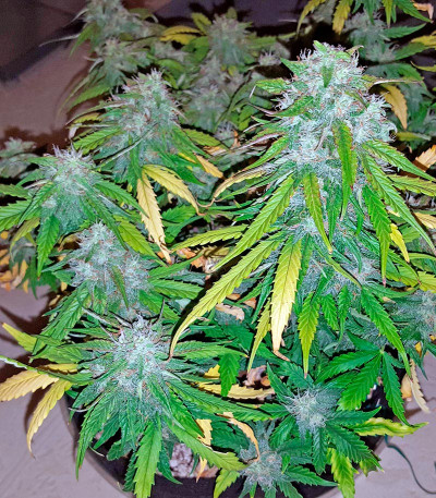 Семена сорта Auto Sweet Soma fem (00 Seeds)