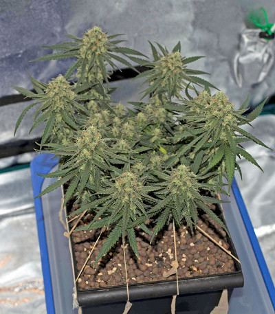 Семена сорта Critical Cheese Autoflowering fem (Dinafem Seeds)