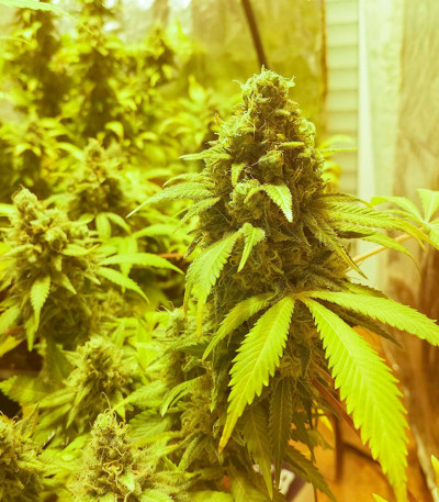 Семена сорта Do-Si-Dos Cookies fem (00 Seeds)