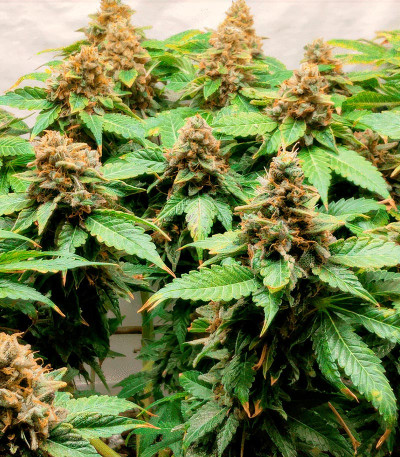 Семена сорта Glue Sherbert fem (AlphaFem Seeds)