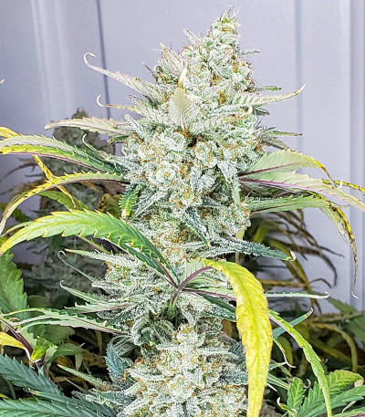 Семена сорта Original AK Auto fem (FastBuds)