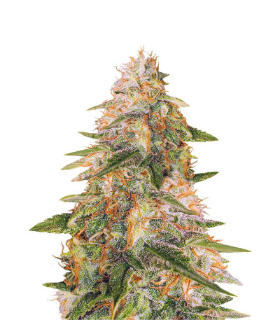 Семена сорта Tropic Punch fem (Heavyweight Seeds)