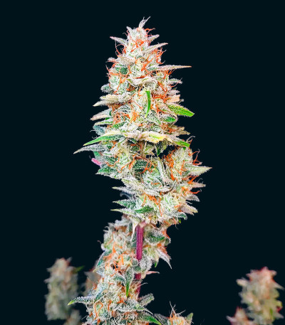 Семена сорта Ztrawberriez Auto fem (FastBuds)