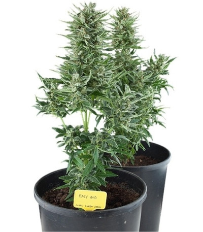 Семена сорта Easy Bud Auto fem (Royal Queen Seeds)