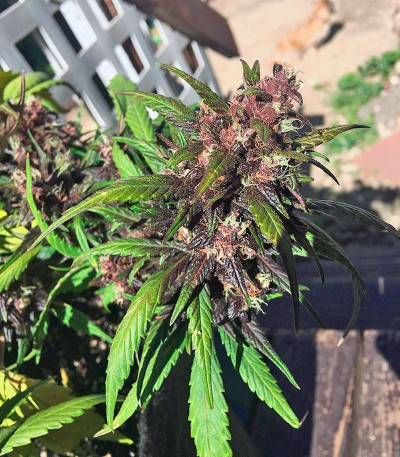 Семена сорта Red Poison Auto fem (Sweet Seeds)