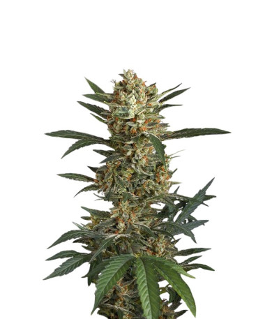 Семена сорта Original Amnesia Autoflowering fem (Dinafem Seeds)