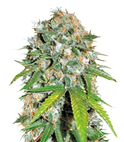 Семена Skunk #99 шишки