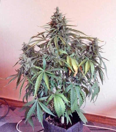 Сорт каннабиса Sweet Nurse Auto CBD