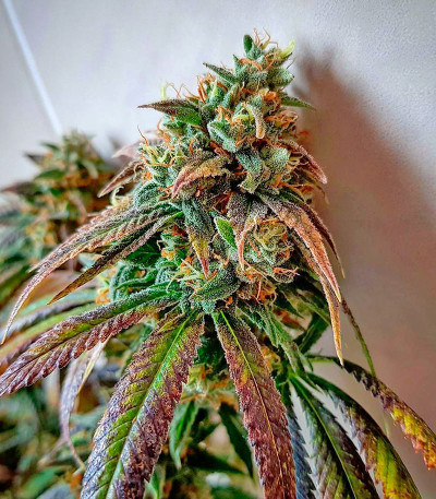 Семена сорта 707 Headband fem (Humboldt Seeds)