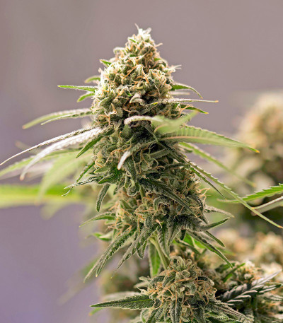 Семена сорта Critical Cheese Autoflowering fem (Dinafem Seeds)