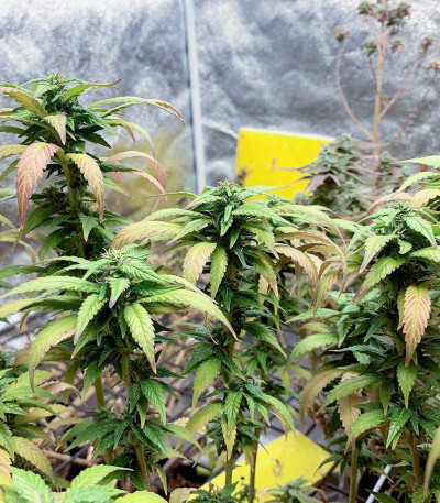 Семена сорта Gelato fem (Blimburn Seeds)