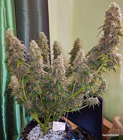Семена сорта Zkittlez Auto fem (Cali Buds Seeds)