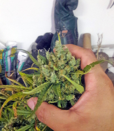 Семена сорта Mikromachine Auto fem