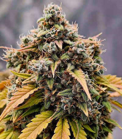 Семена сорта Papaya Cookies Auto fem (FastBuds)