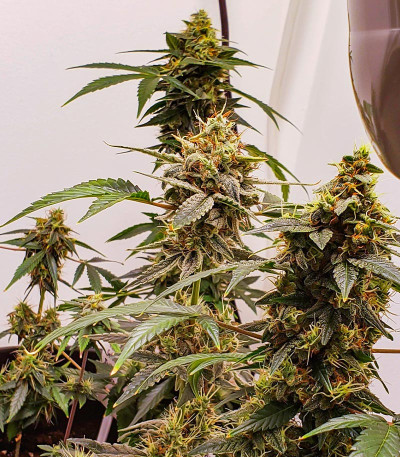 Семена сорта Gorilla Zkittlez Auto fem (FastBuds)