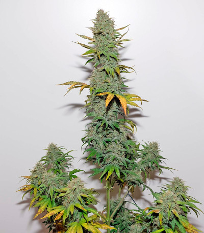 Семена сорта OG Kush Autoflowering fem (Dinafem Seeds)