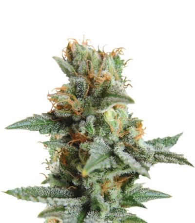 Семена сорта Blueberry Kush Automatic fem (Nirvana Seeds)