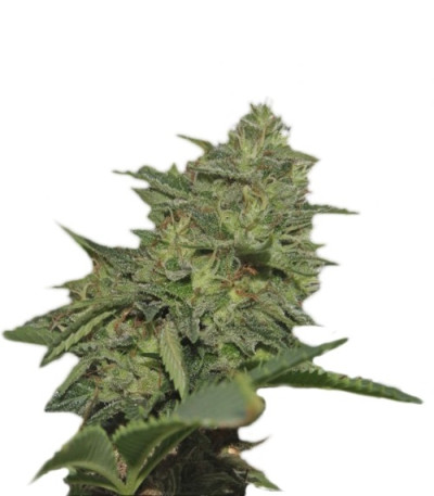 Семена сорта Original Cheese (IBL) fem