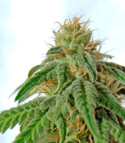 Семена сорта Afrodite fem