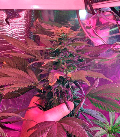 Семена сорта Sour Blueberry fem (Humboldt Seeds)