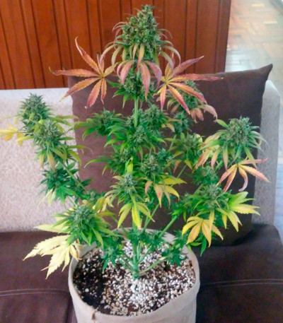 Семена сорта Big Devil XL Auto fem (Sweet Seeds)