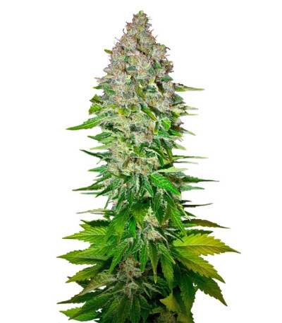 Семена сорта Jack 47 F1 Fast Version fem (Sweet Seeds)