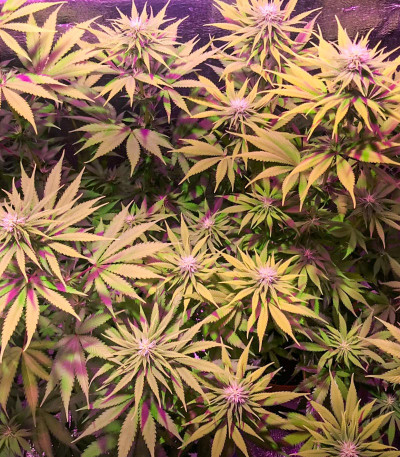 Семена сорта Sugar Black Rose Early Version fem (Delicious Seeds)