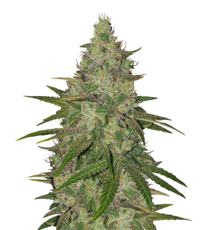 Семена сорта Zkittlez fem (Original Sensible Seeds)