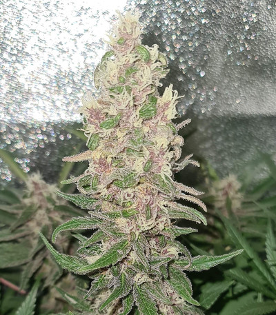 Семена сорта Canadian Kush 2.0 fem
