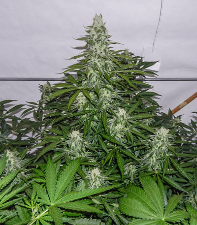 Сорт конопли Royal Gorilla Automatic fem (Royal Queen Seeds)