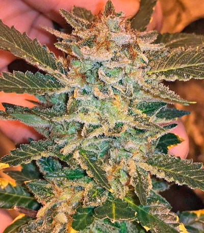 Семена сорта White Widow fem (Dinafem Seeds)