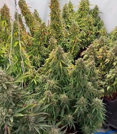 Семена сорта Mango Sherbert Auto fem от Humboldt Seed Company