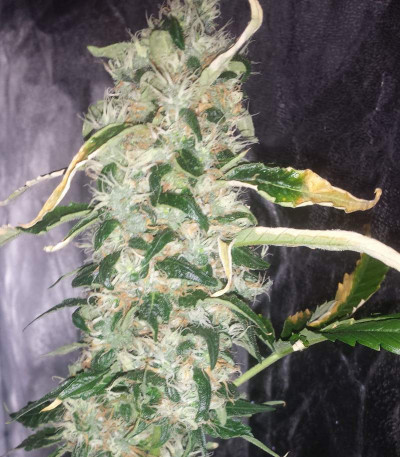 Семена сорта Choco Bud fem (Vision Seeds)