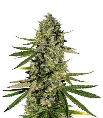 Микс семян конопли Indica Photo Mix fem (Семяныч)