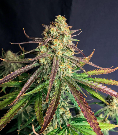 Семена сорта Gorilla Berry Auto fem