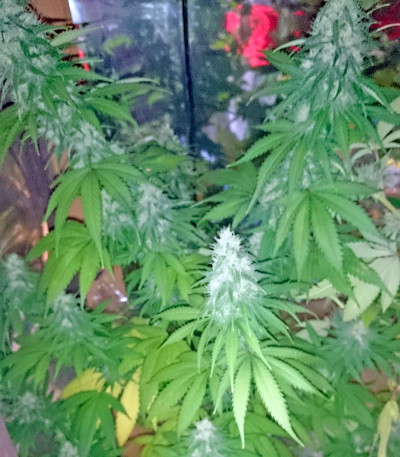 Семена сорта Santa Sativa fem (Dinafem Seeds)